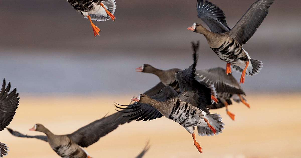 Steve Oehlenschlager_Geese.jpg